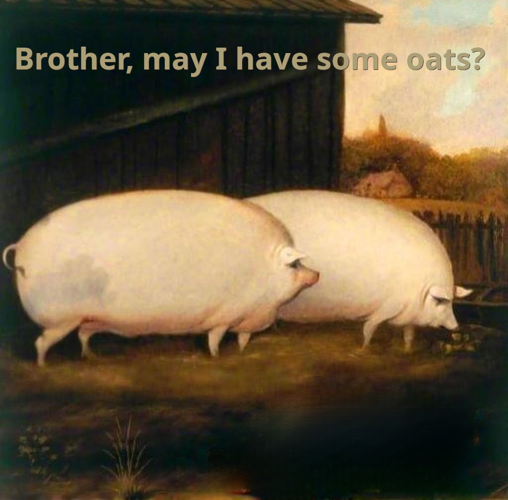 two pigs, one with some oats